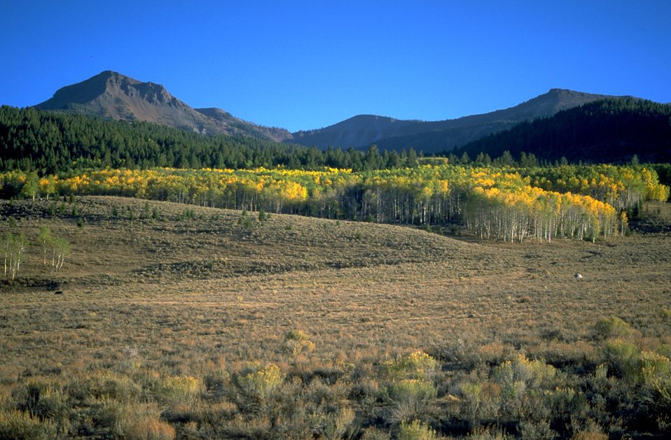 Aspen trees beginning to turn colors with the Centennial Mountains in the background