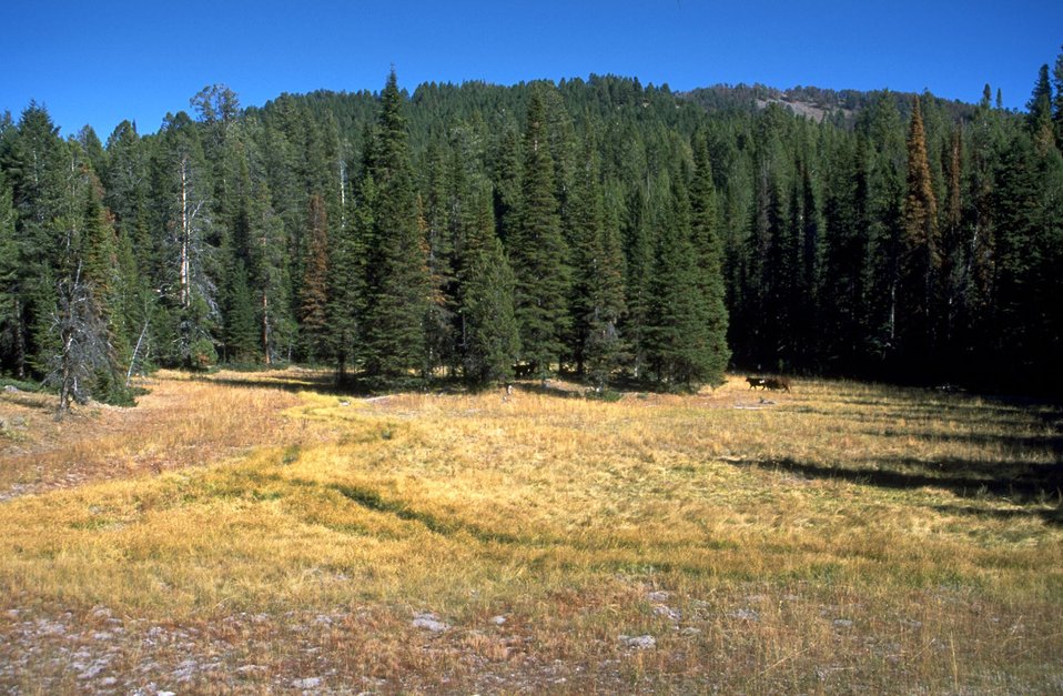 Meadow in the Centennial Mountains