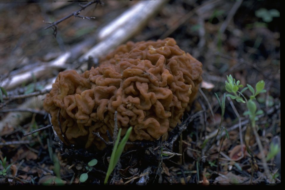 Jenny Creek LSR, a Gyrpmitra esculenta white fir on the north slope of Chinquapin Mountain.