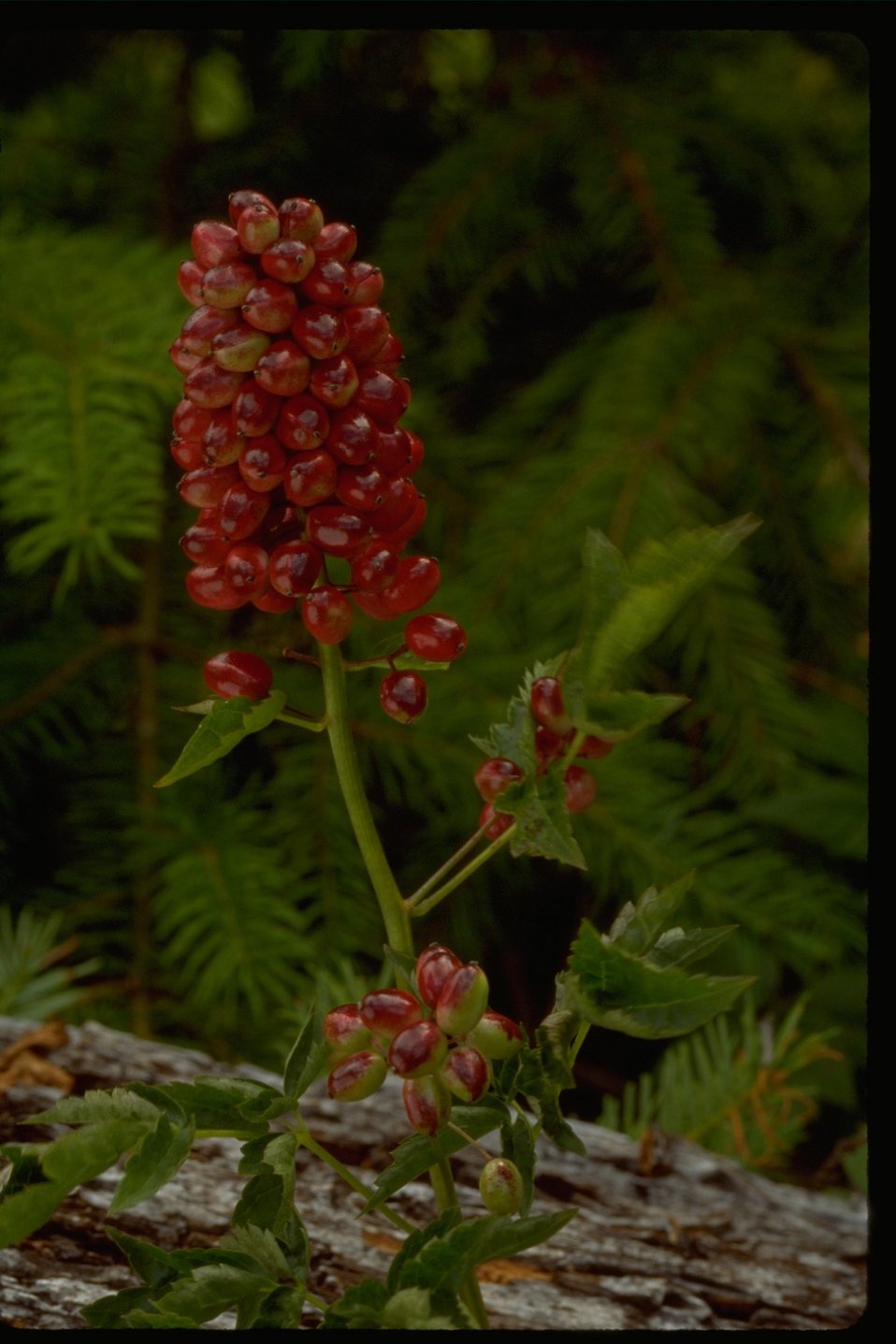 Mountain Ash Berries.  