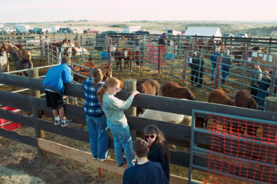 Wild Horse and Burro Adoption