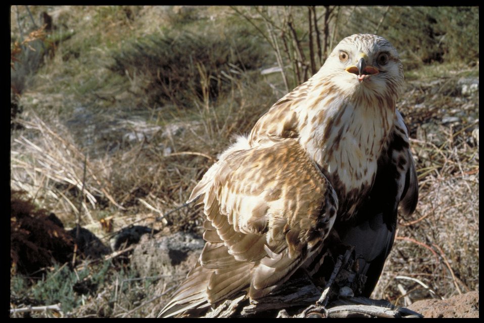 Rough-Leg Hawk  Birds of Prey National Conservation Area  BOP  Owyhee Field Office  LSRD  Lower Snake River District