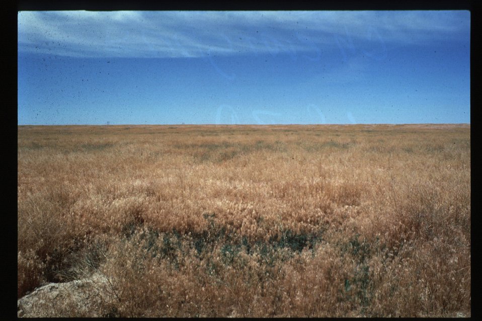 Public Domain Picture Rangeland BOP NCA Cheat Grass Noxious Weeds