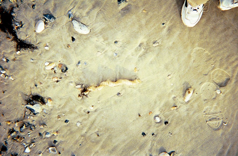  A whelk egg case, sea shells, and shoes. 