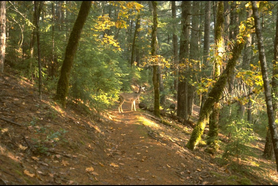 No Image Description Available