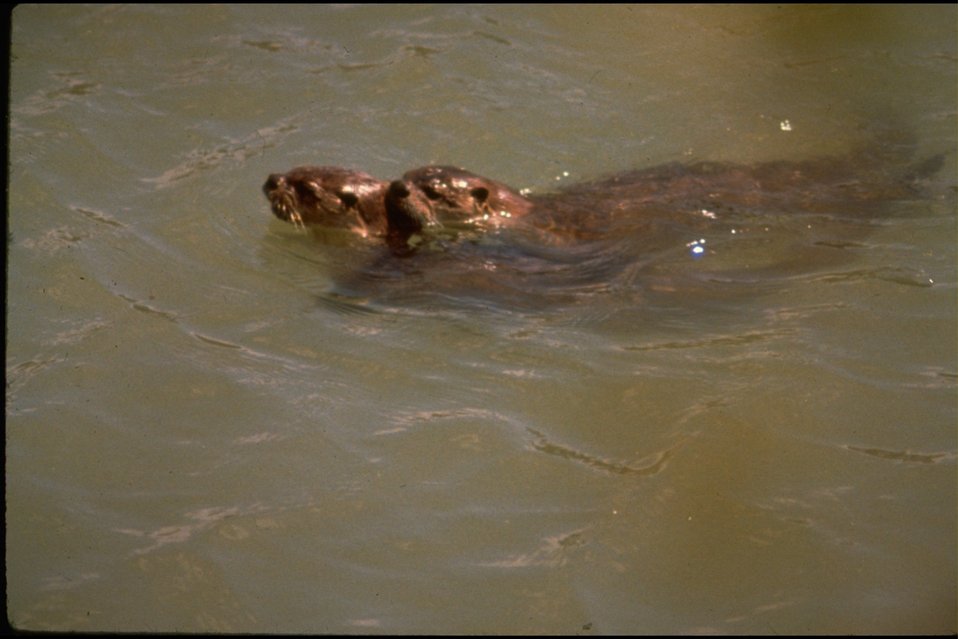 Rogue River - River Otter.