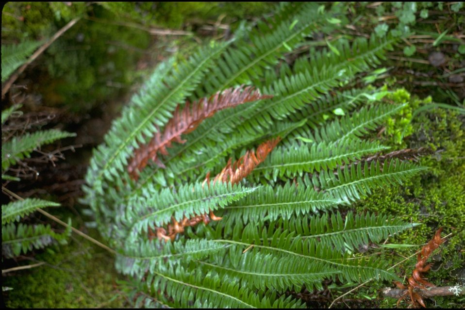 Rogue River, above Sterling Mine Ditch - Sword Fern.