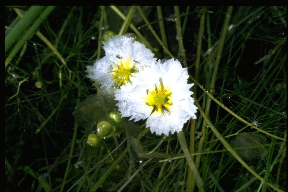 Medium shot of Fringed Water Plantain.