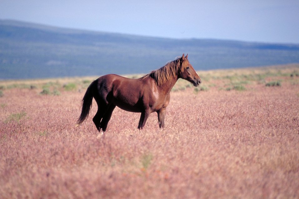 Onaqui Herd near Dugway, Utah.