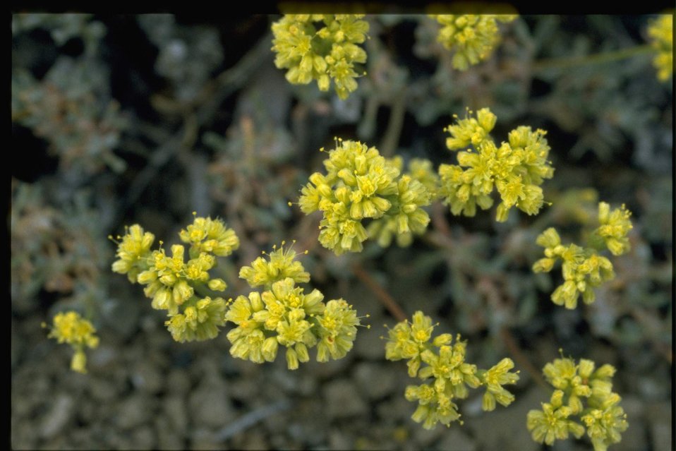 Medium shot of buckwheat wildflowers.