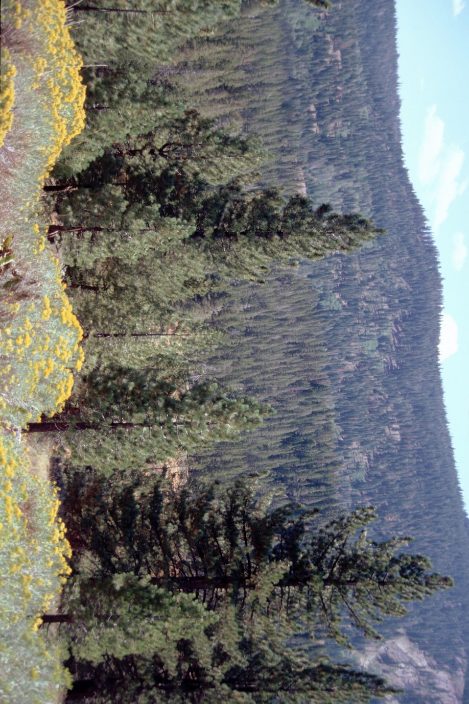 No Image Description Available