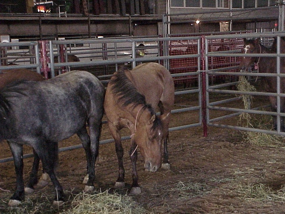 Public Domain Picture Horses Lewiston Wild Horse and Burro Adoption