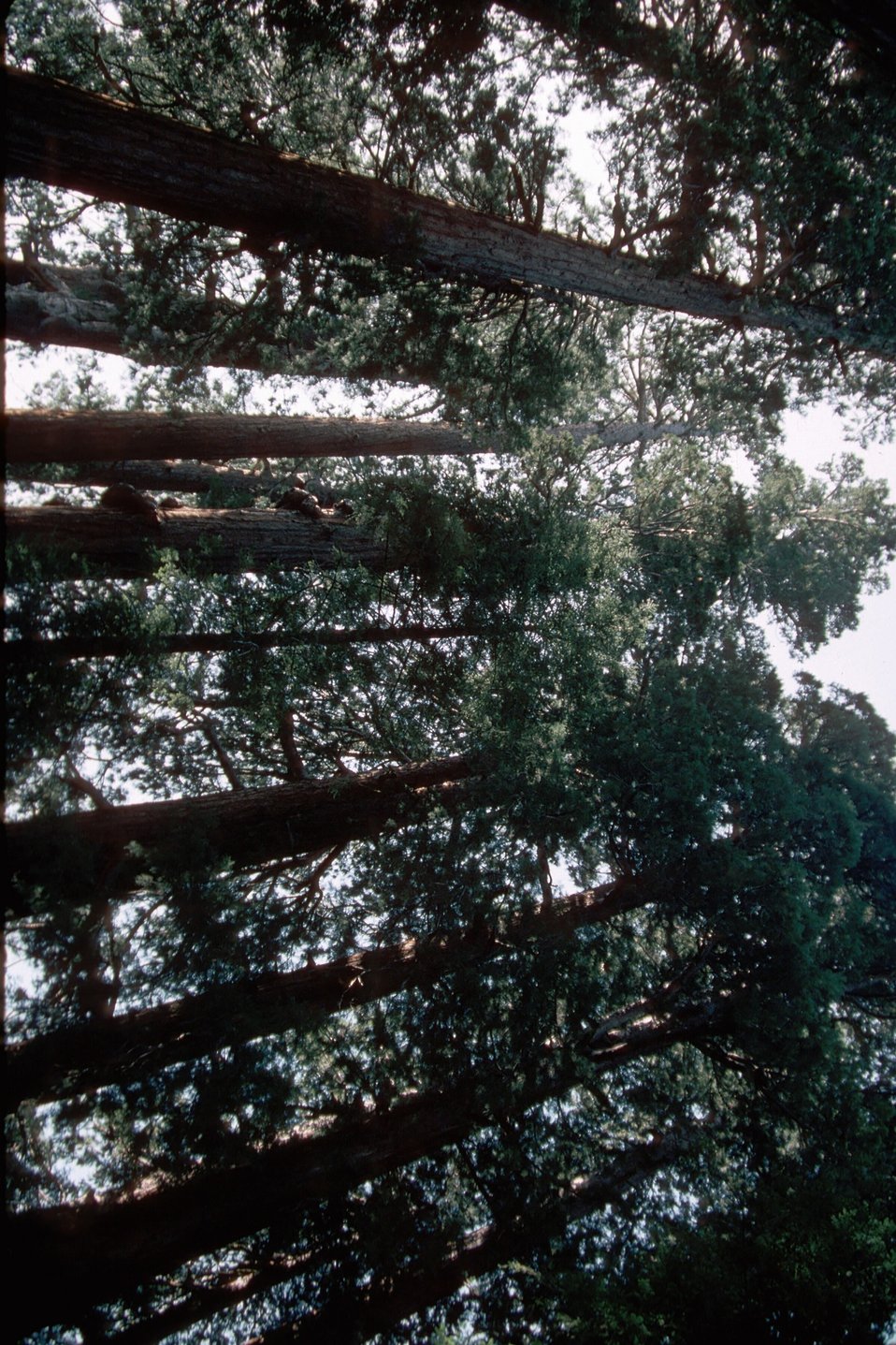 No Image Description Available