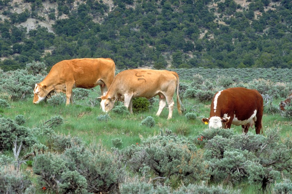 Livestock grazing on BLM lands near Price, Utah.