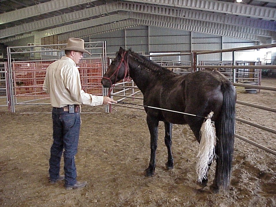 Horse Gentler Mario Johnson  Lewiston Wild Horse and Burro Adoption Program Auction  WHB indoor auction  Cottonwood Field Office  UCSC  Upper Columbia Salmon Clearwater District