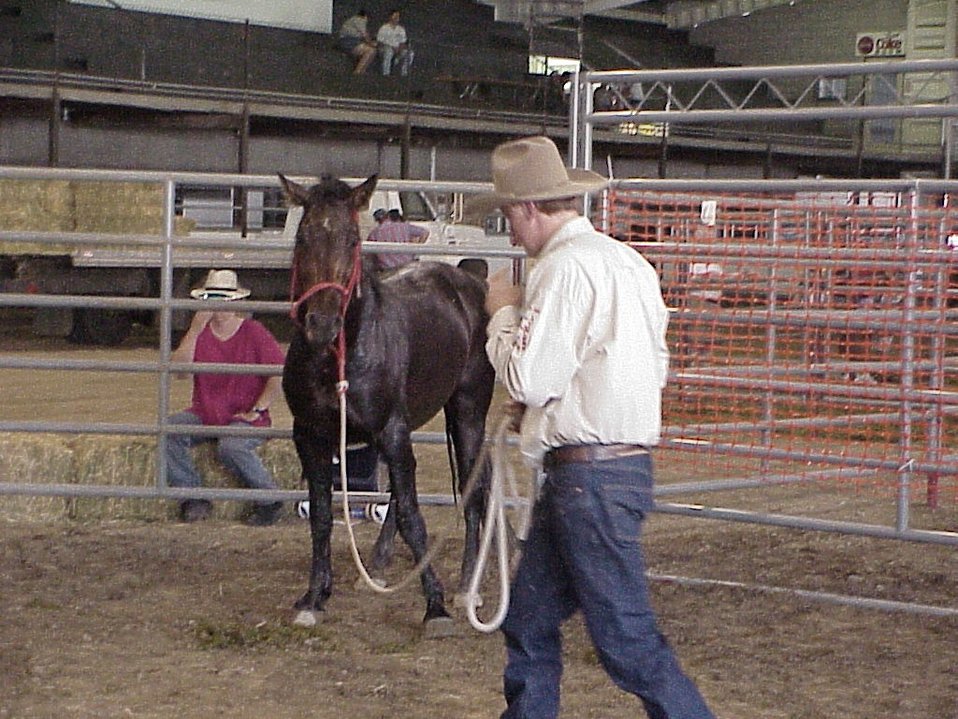 Public Domain Picture Horse Gentler Mario Johnson Lewiston Wild Horse