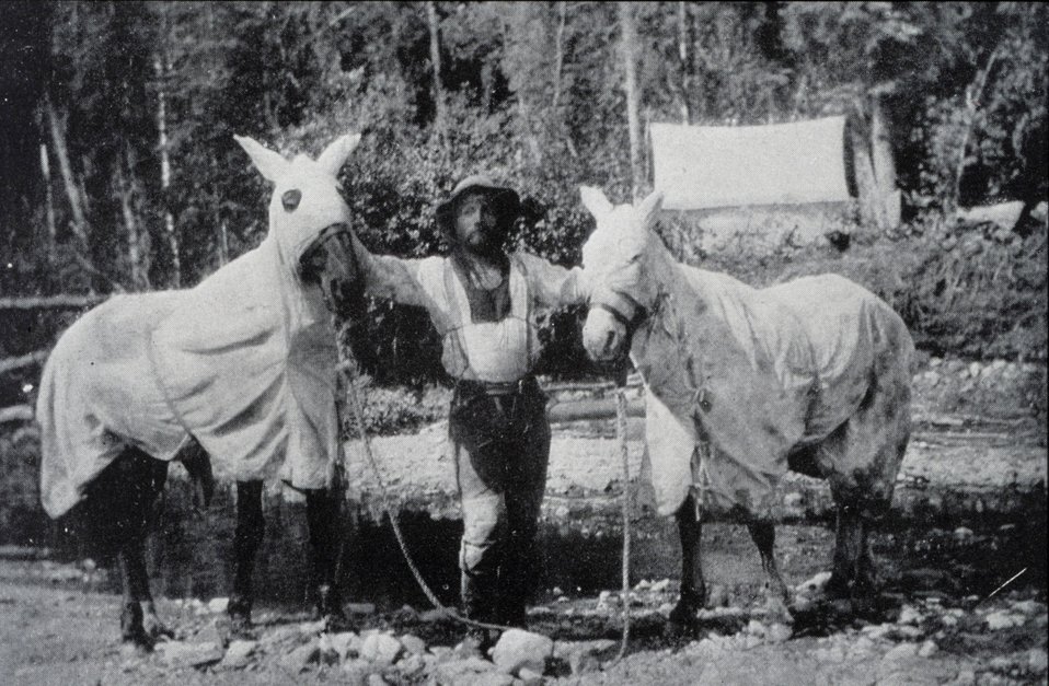  Horses and man covered for mosquitoes. 141st Meridian Survey. 
