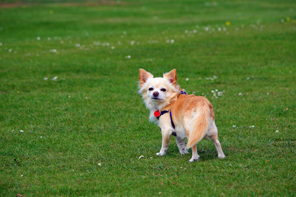 Long-haired chihuahua dog