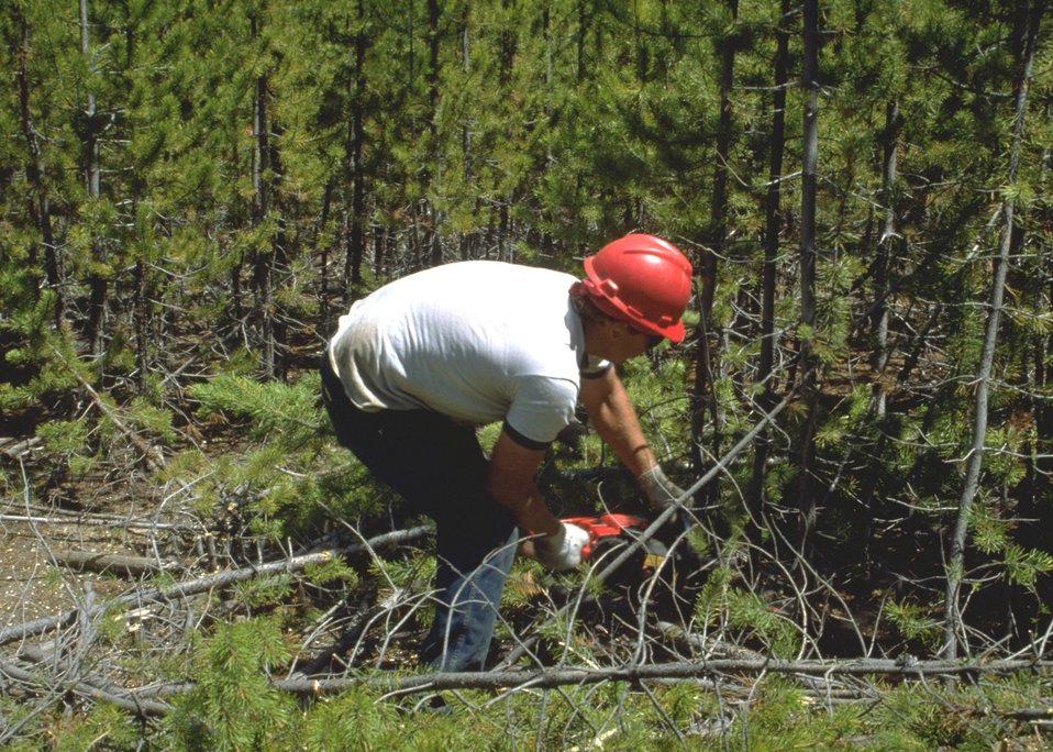 Removal of thick brush.