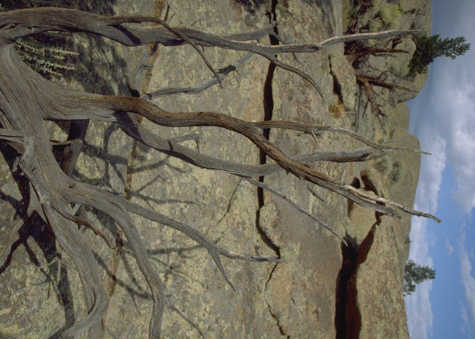 No Image Description Available