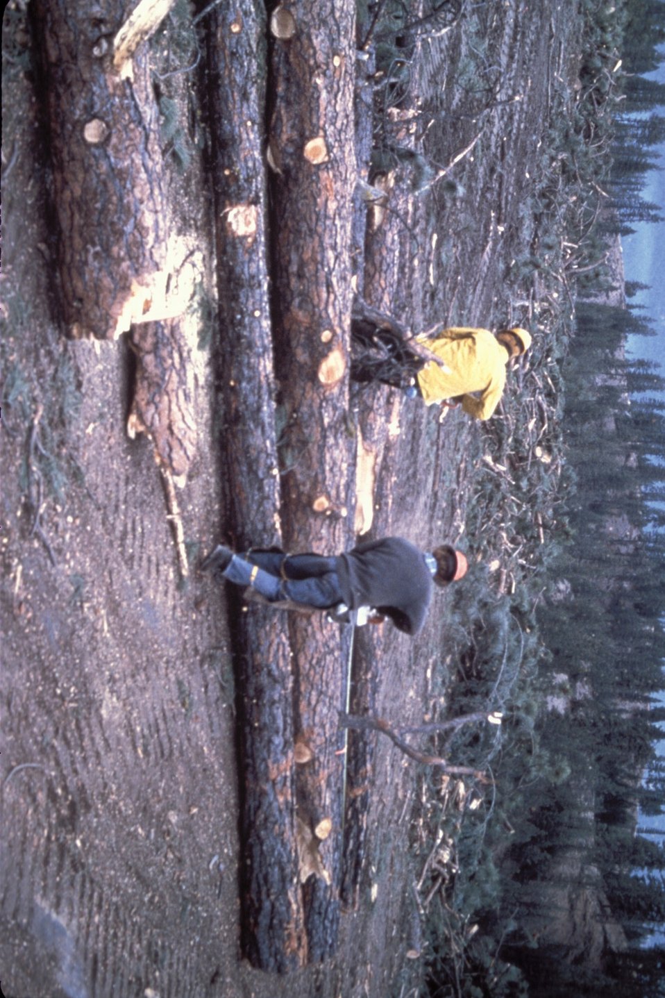 No Image Description Available