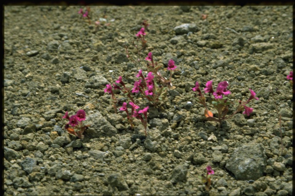 Far shot of Cusick's monkey flower, Minulus cusickii.