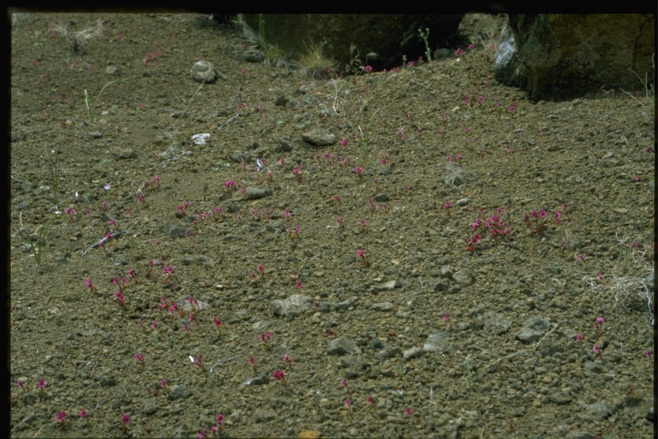 Far shot of Cusick's monkey flower, Minulus cusickii.