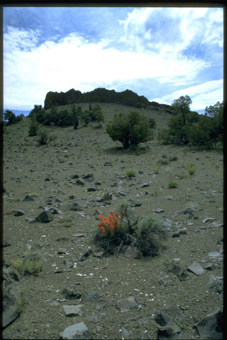 Farshot of Indian Paintbrush habitat.