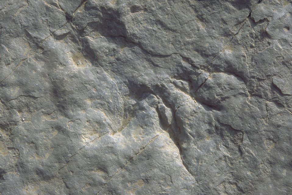 Detail of dinosaur track at the Red Gulch Dinosaur Tracksite, Worland Field Office.