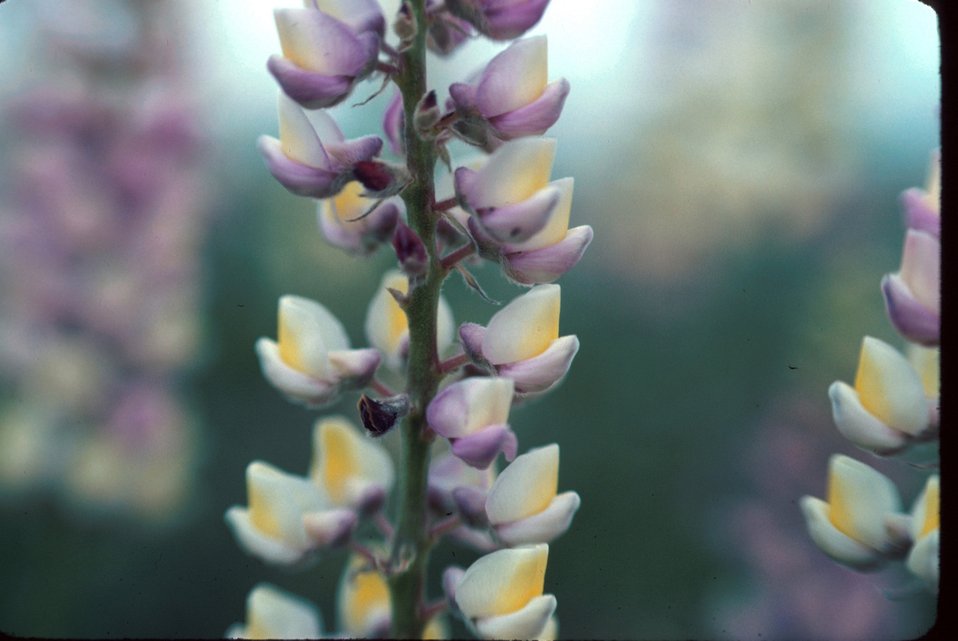 Lupinus  Wildflower