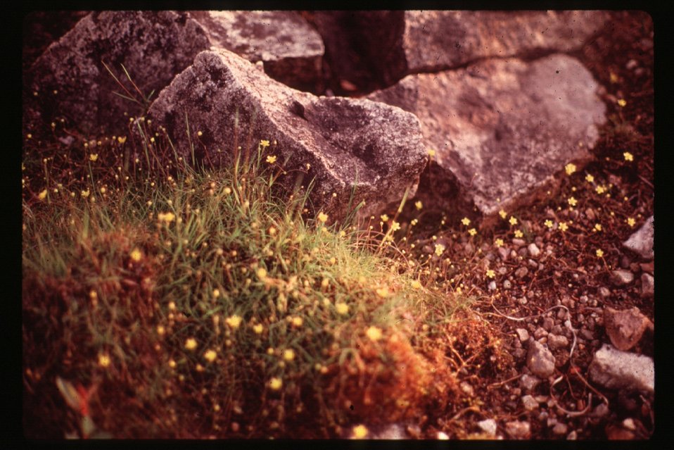 Buttercups  Ranunculus  Wildflower  
