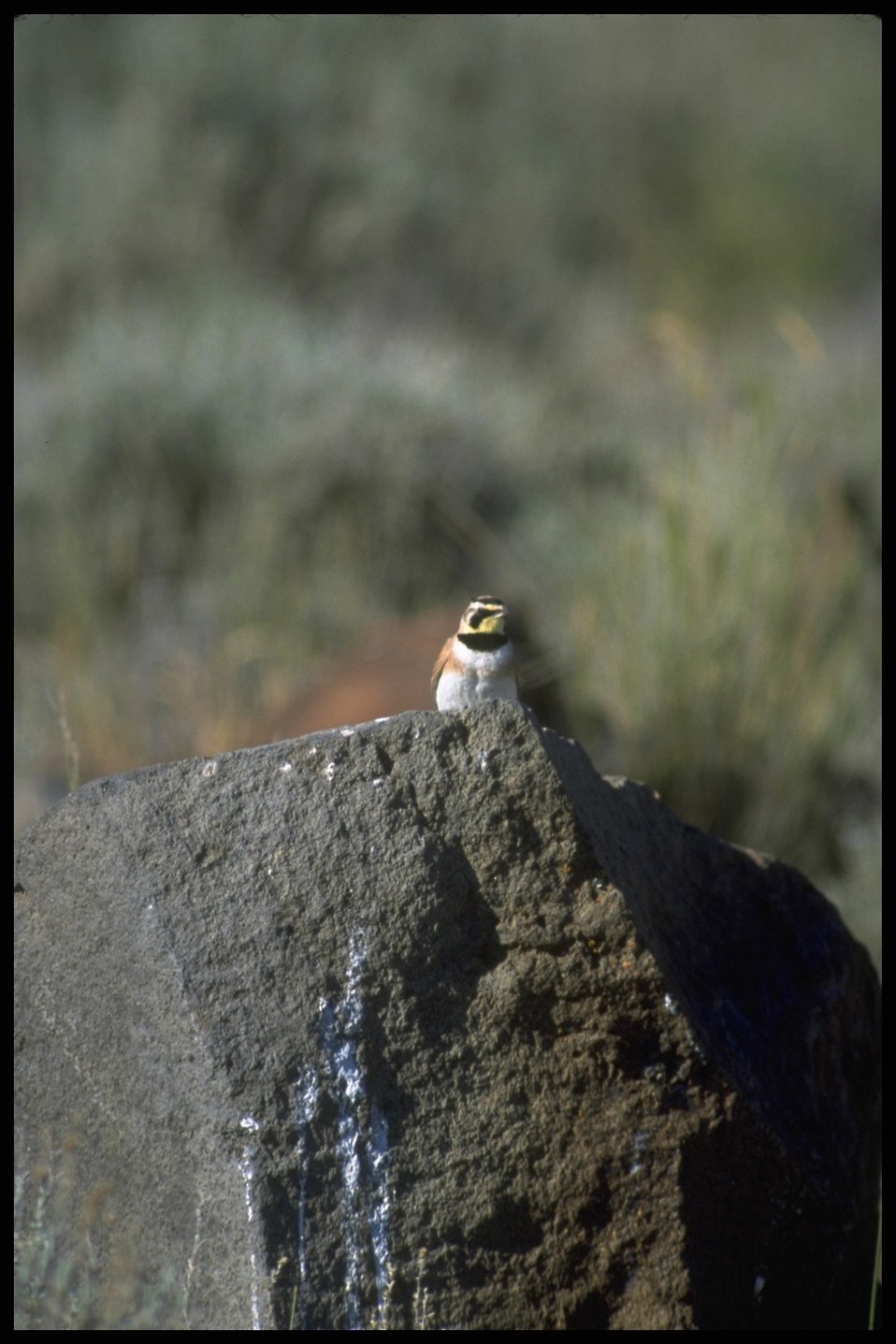 Far shot of Horned Lark, Lakeview District.