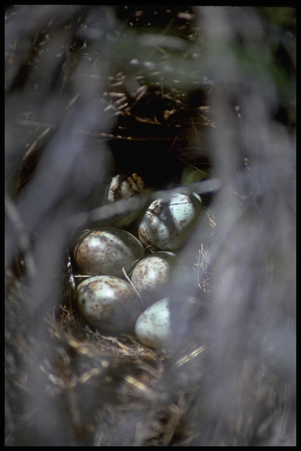 Blackbird eggs, Lakeview District.