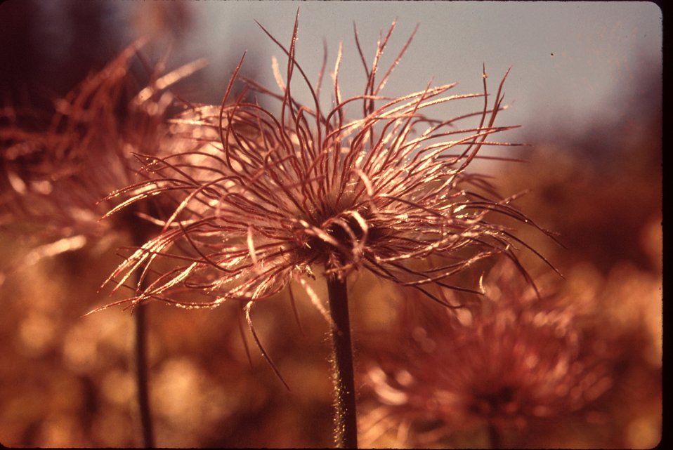 Pasque flower gone to seed  Brush, grasses  Wildflowers