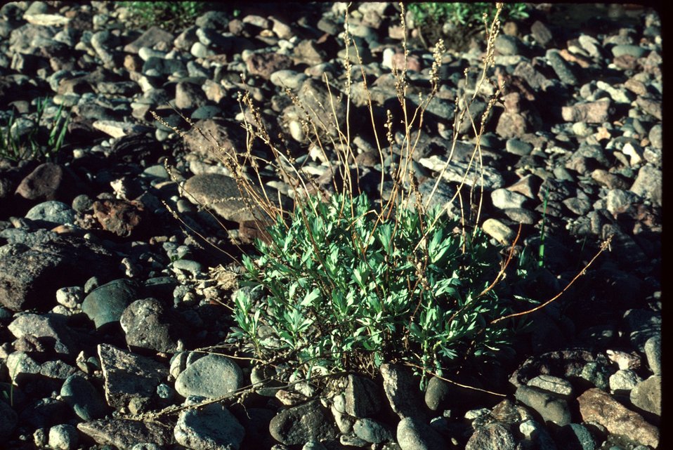 Artemisia ludoriciana  Wildflower  Wormwood