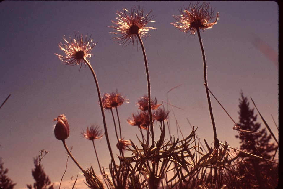 Pasque flower  Wildflower