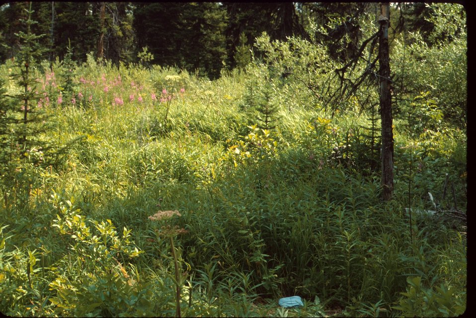 Habitat,  Moonwort  Wildflower