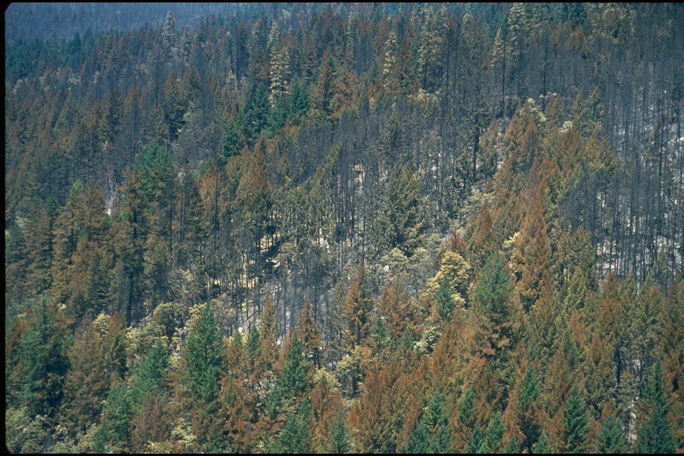 No Image Description Available