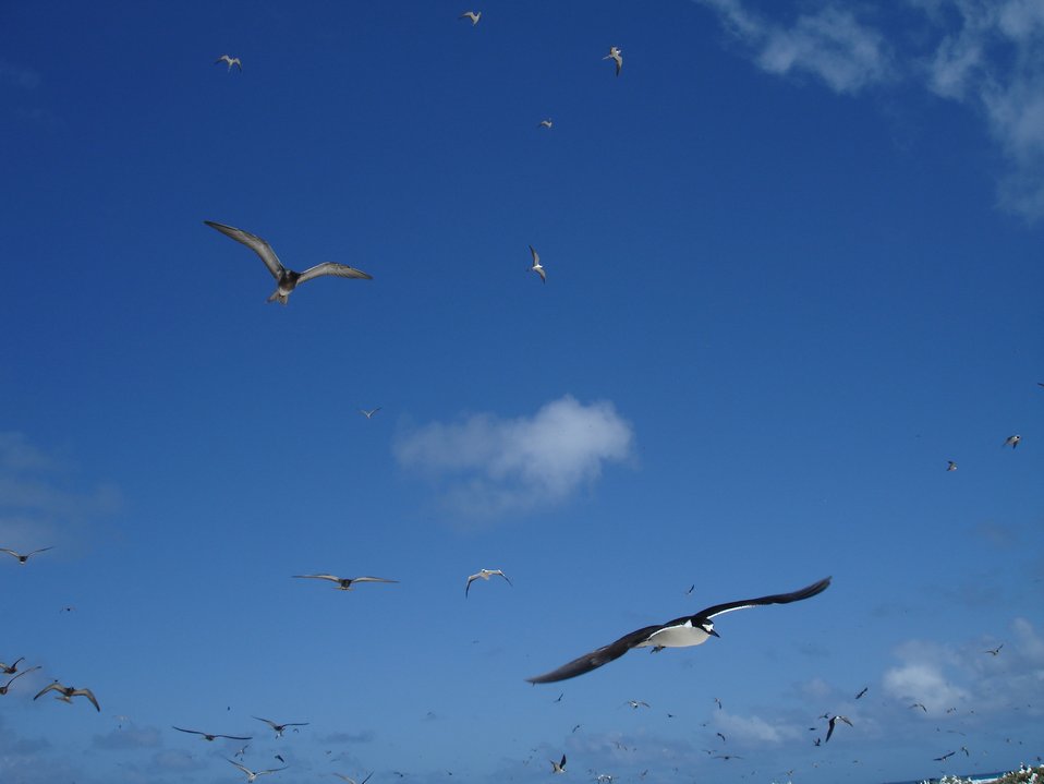  Sooty terns in flight 