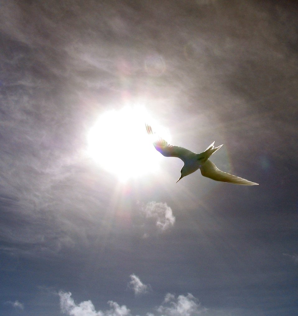  Fairy tern (Gygis alba) framed in the sun. 
