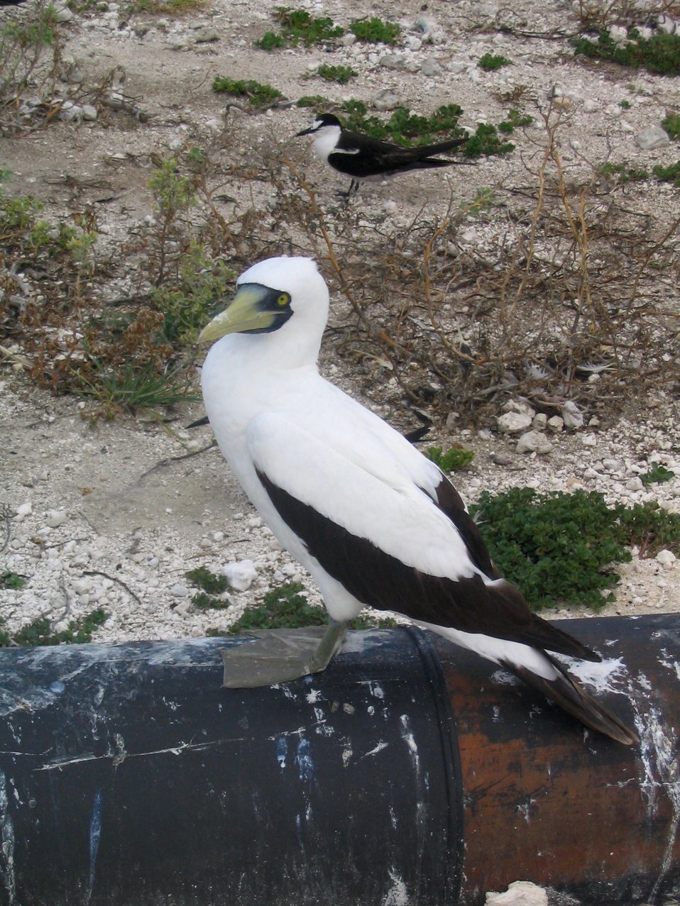  Masked booby. 