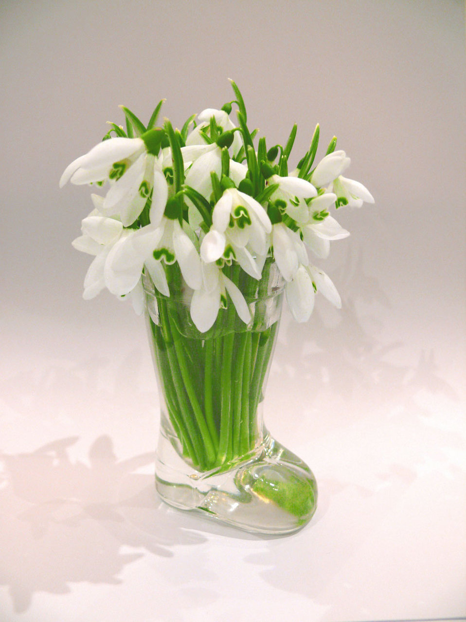 Snowdrops