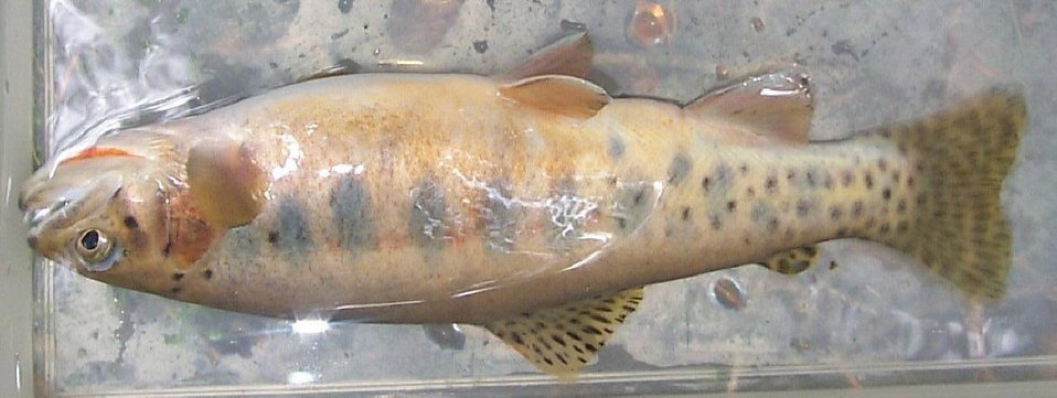 Cutthroat  Salmon Field Office  UCSC  Upper Columbia Salmon Clearwater District