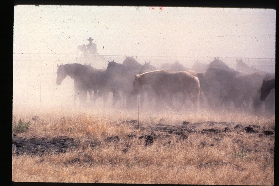 Wild Horse and Burro roundup  Vale District Oregon  LSRD  Lower Snake River District