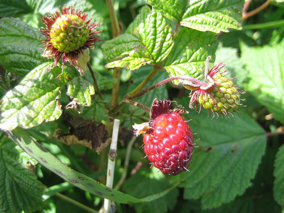 Public Domain Picture Salmonberry (Rubus spectabilis), an edible berry that is common in