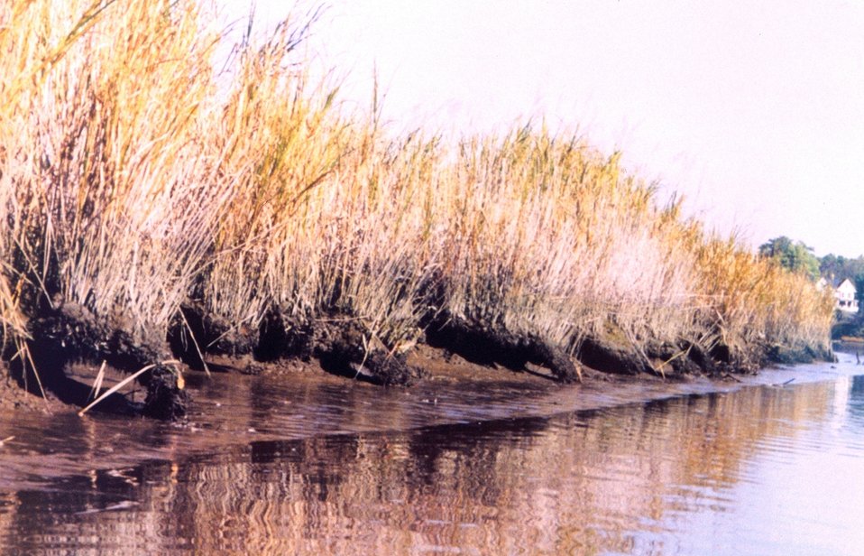  Erosion along a Patuxent River marsh area has created a series of arches. 