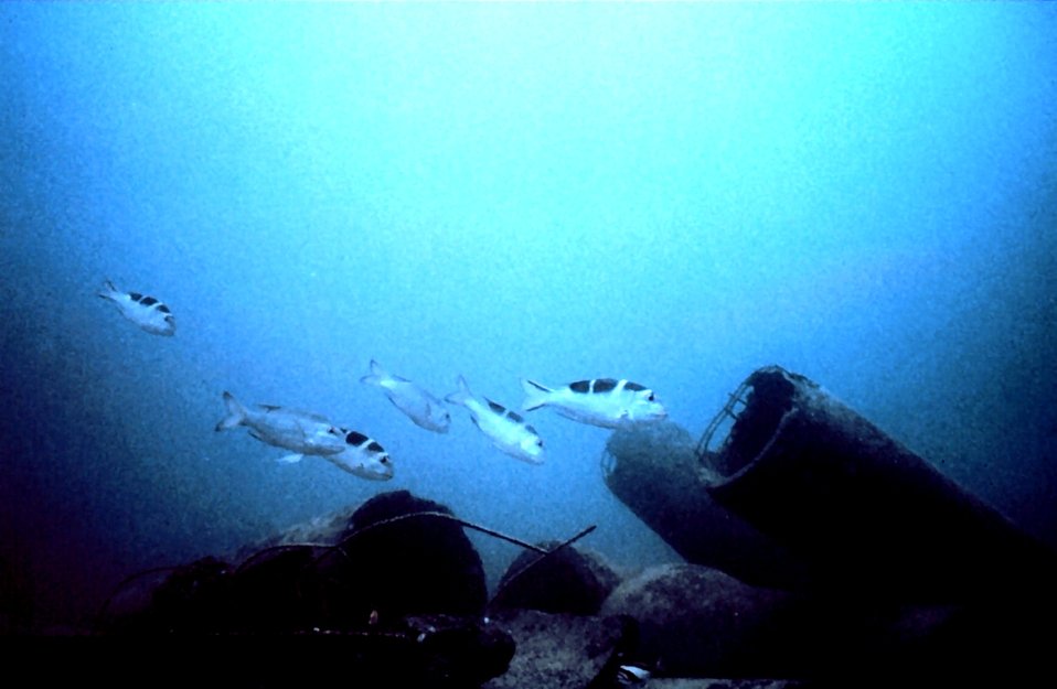  A typical school of the sparid, (Monotaxis grandoculis - Hawaiian name Mu). This fish primarily eats molluscs. 