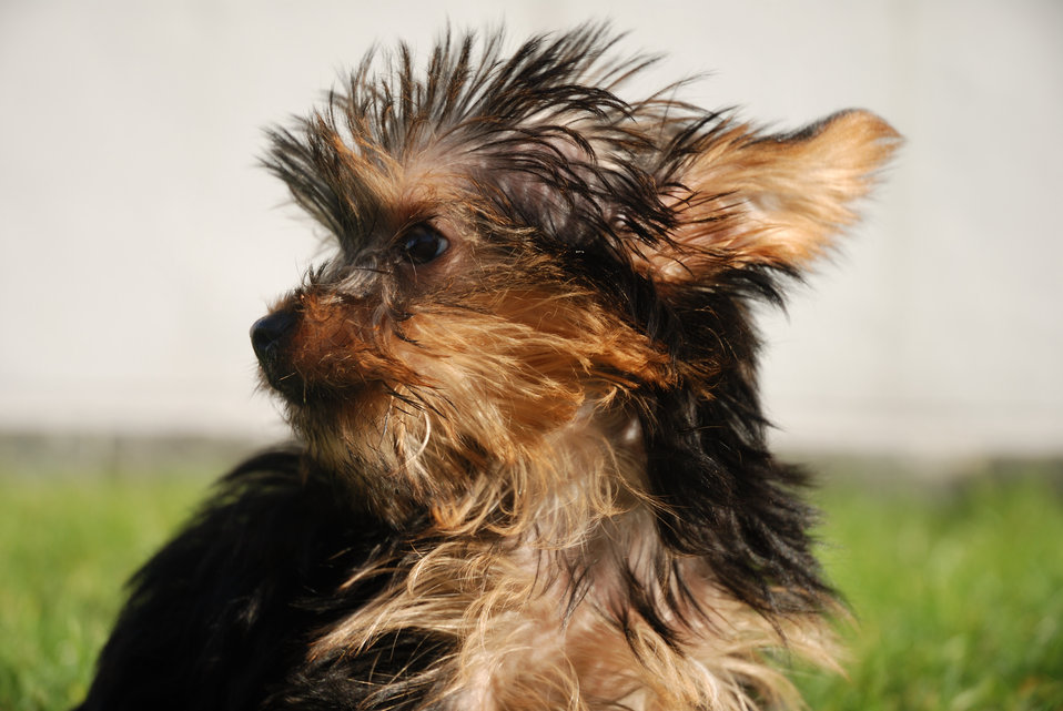 Italiano:  Yorkshire Terrier.