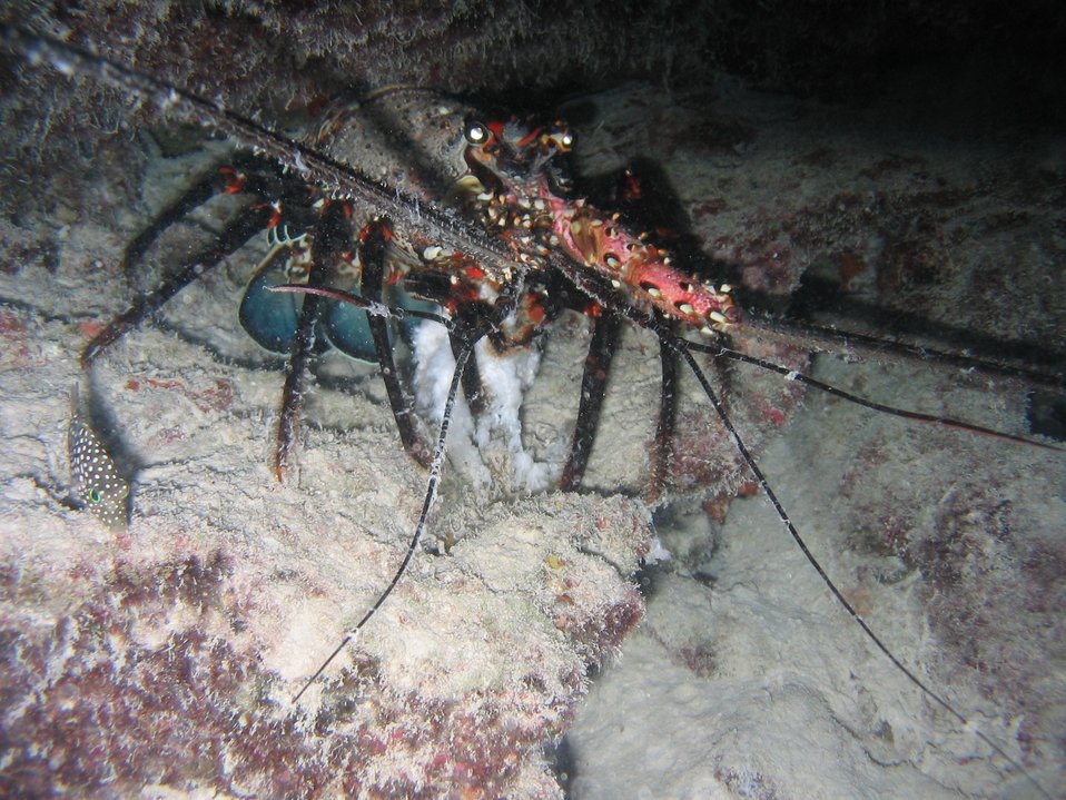  A spiny lobster (Panulirus sp.). 