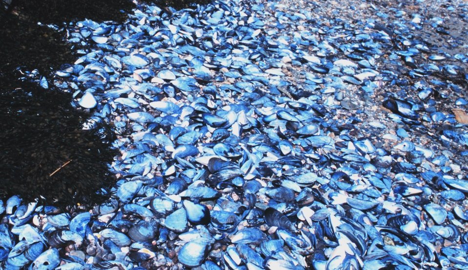  Mussel shells and seaweed on a Maine beach. 